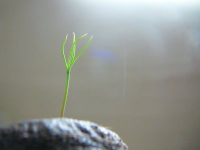 [bonsai]