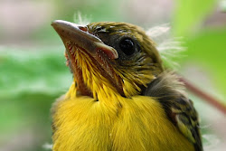 what enables birds to fly 6