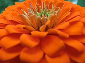 zinnia 2010