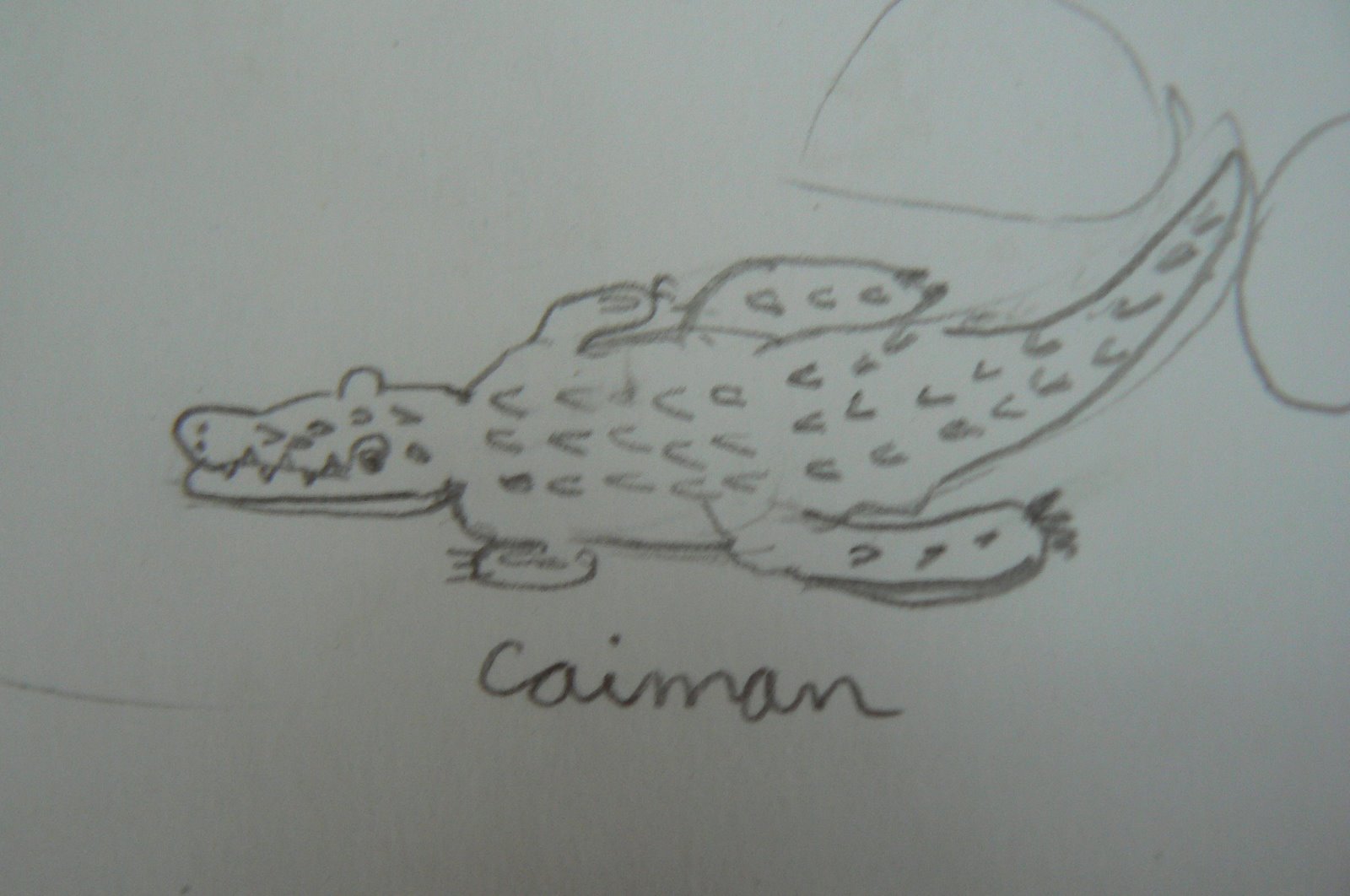 [caiman.jpg]