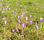 The Autumn Crocus Booklet is now available