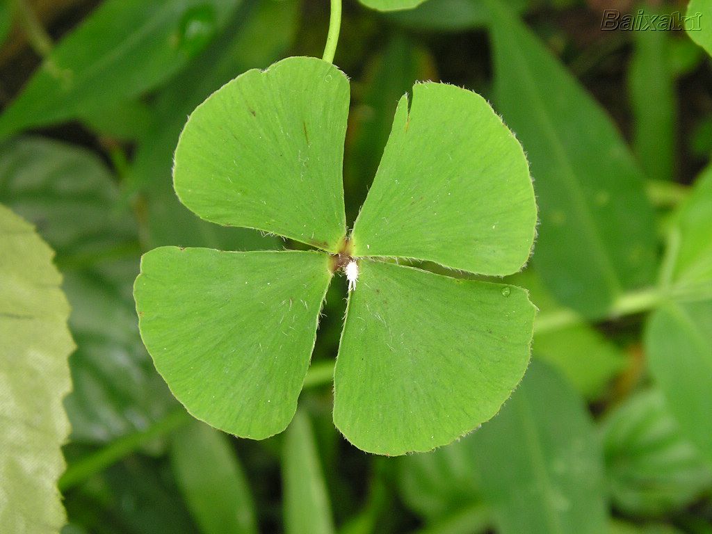 nabiae trevodequatrofolhas nabiae trevodequatrofolhas