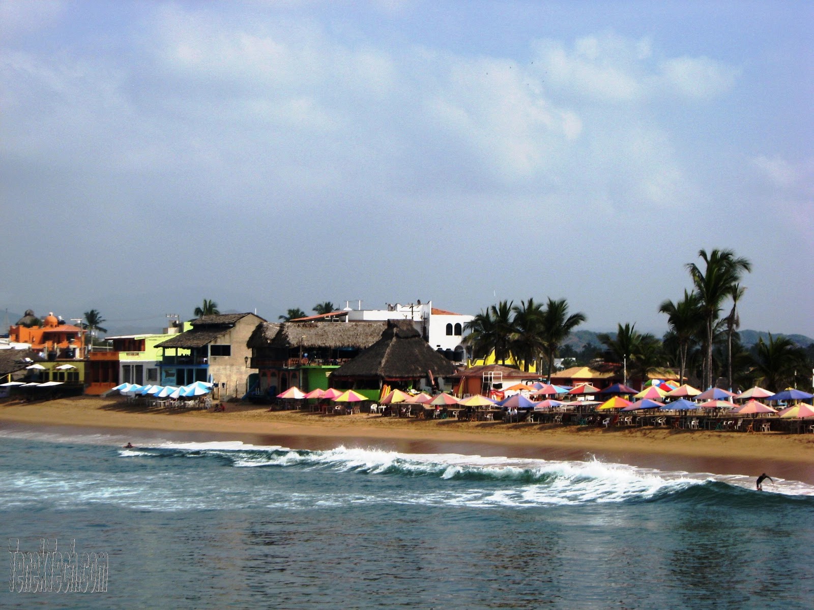 Living Barra de Navidad Baby Sea Turtles Released into the Barra de