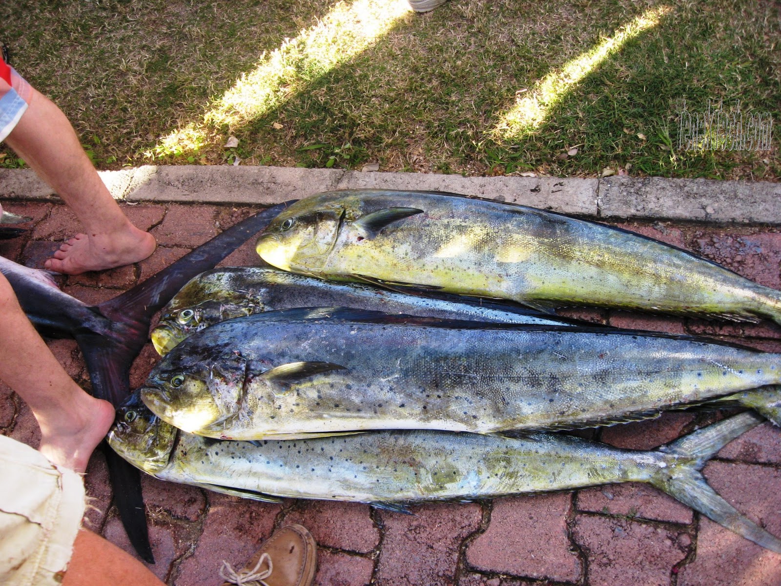 Living Barra de Navidad XXXVI International Fishing Tournament Sail