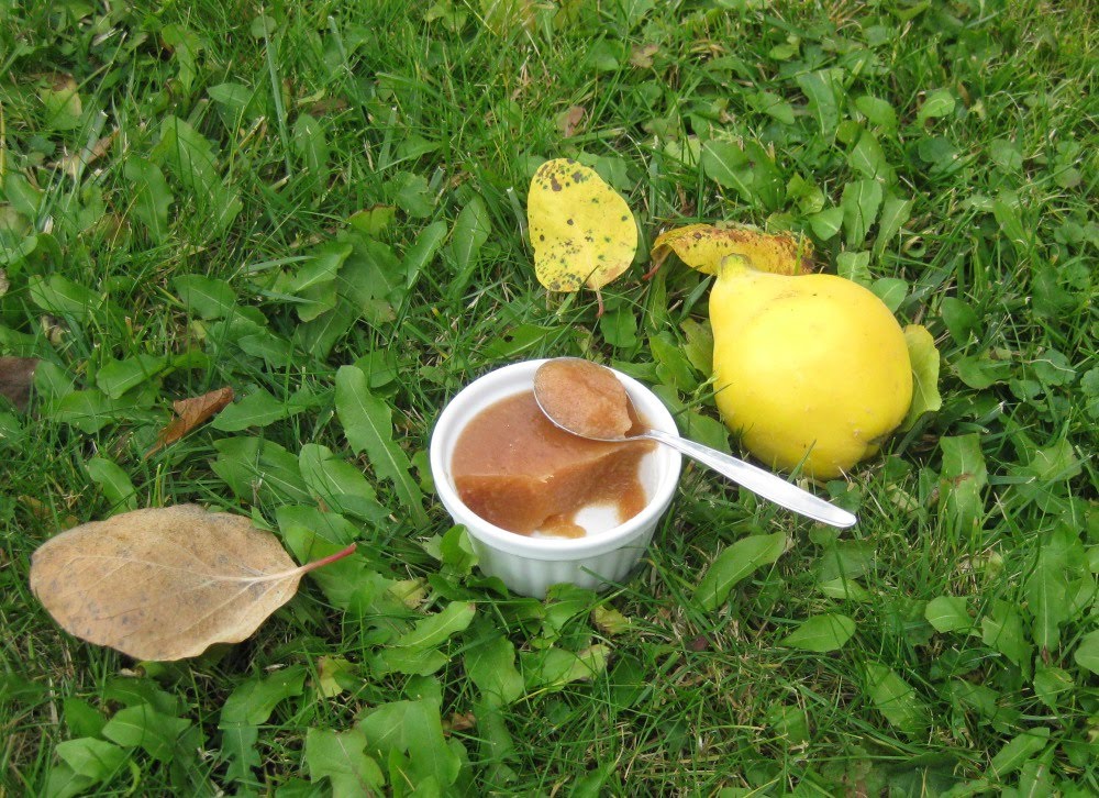 Quitten Entsaften Dampfentsafter. quittengelee