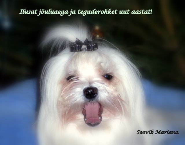 [Jõulud+2009+Mariana.jpg]