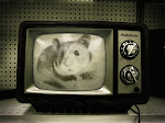 HamsterTV