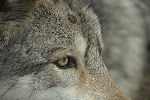 wolf LUPUL
