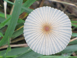 God's Intricate Design of a Mushroom - growing in our yard!