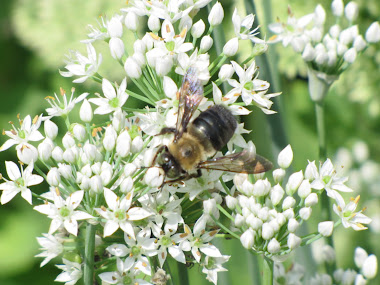 Bumblebee on Blooming Garlic Chives
