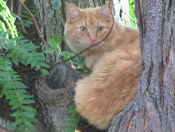 Neighborhood cat lurking in the tree, waiting to catch one of our songbirds!