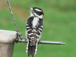 Downy Woodpecker - Males have red on their heads.