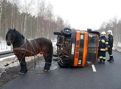 [.0caballo1.jpg]