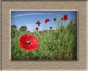 amapolas en el huerto