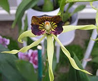 http://2.bp.blogspot.com/_uGxZnAGBIjw/Sq1Js3VfybI/AAAAAAAAATE/B_UZTRQc5hY/s400/flower-black-orchid-orquidea-negra-prosthechea-cochleata.jpg