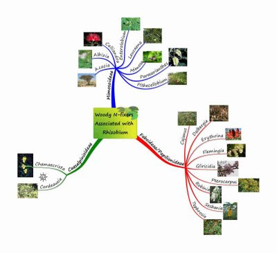 Nitrogen fixers using Rhizobium