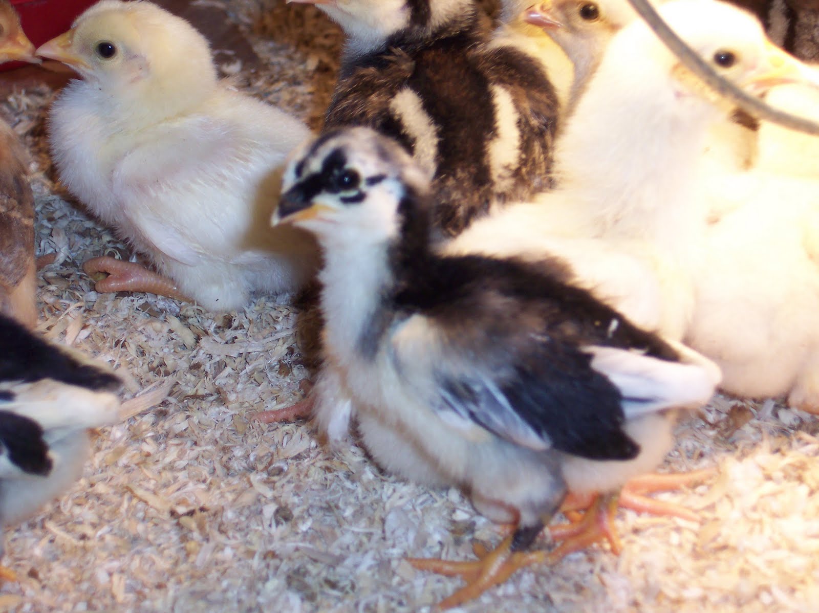 The Official Blog Good hatch!