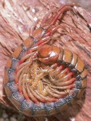 centipede centipedes giant scolopendra hawaii creature subspinipes bad tattoo bugs spider animal millipedes insects alien island species nasty absolutely giants