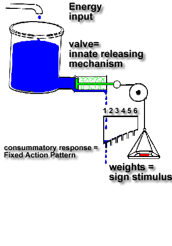 Hydraulic Model of Lorenz