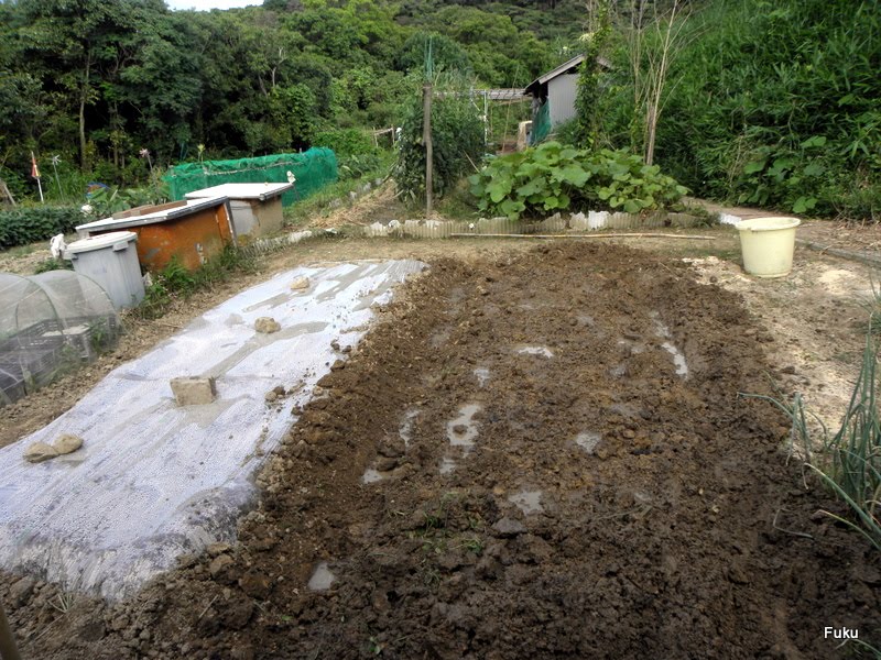 ６０過ぎの日々 家庭菜園畑の作業記録 家庭菜園畑 太陽熱利用の土壌消毒 初めての試み