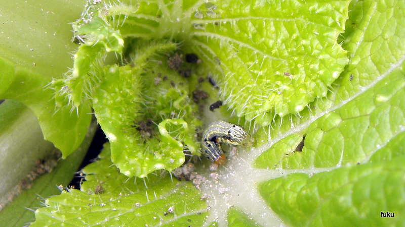 ６０過ぎの日々 家庭菜園畑の作業記録 家庭菜園畑の作業記録 白菜キ85の虫取り 今回は虫の画像いっぱい