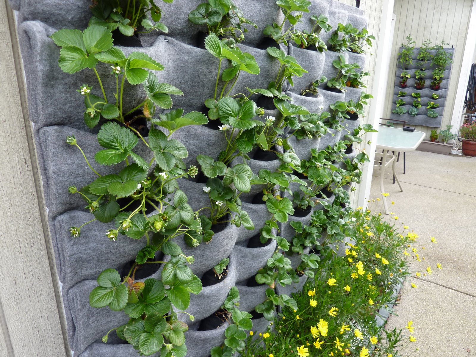 Plants On Walls vertical garden systems: Harvest Walls Growing In1600 x 1200