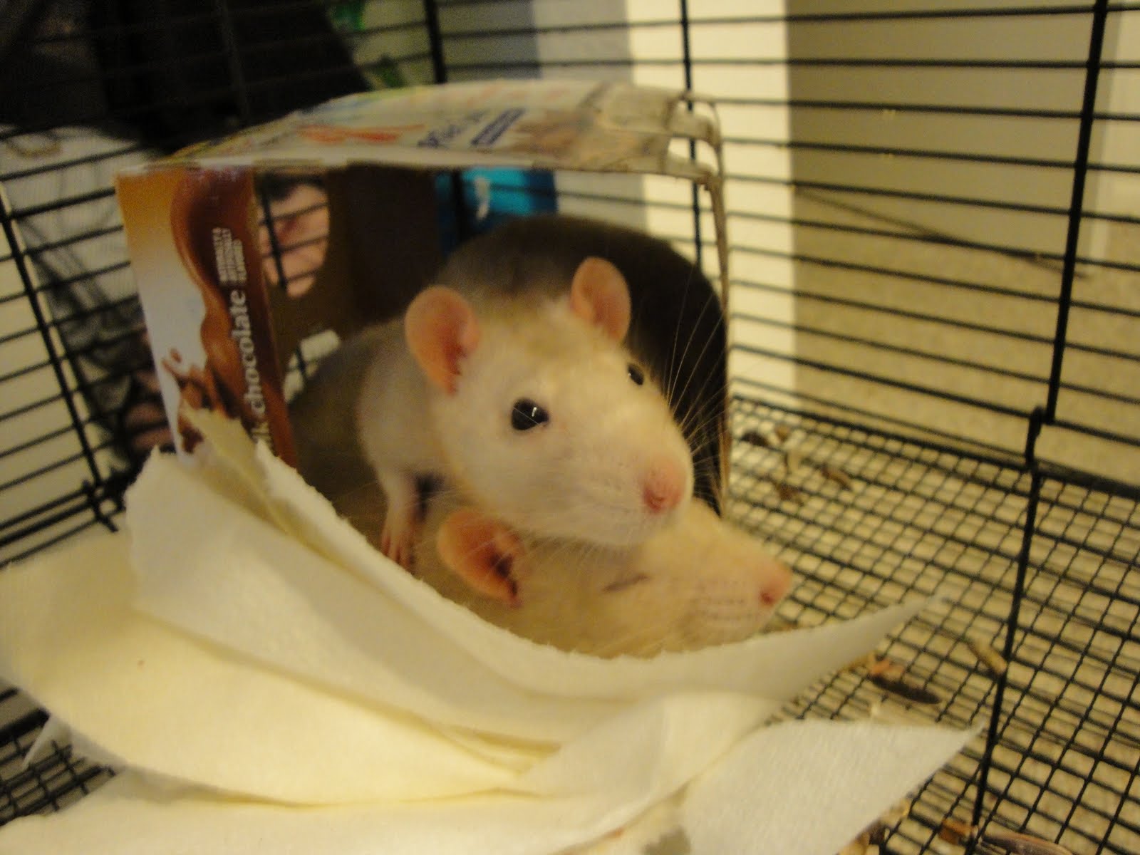 The Flower and Izzie Spot All Things Rats! Rats! Rats! Rats!