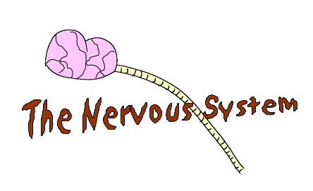 Nervous System-Blog 1