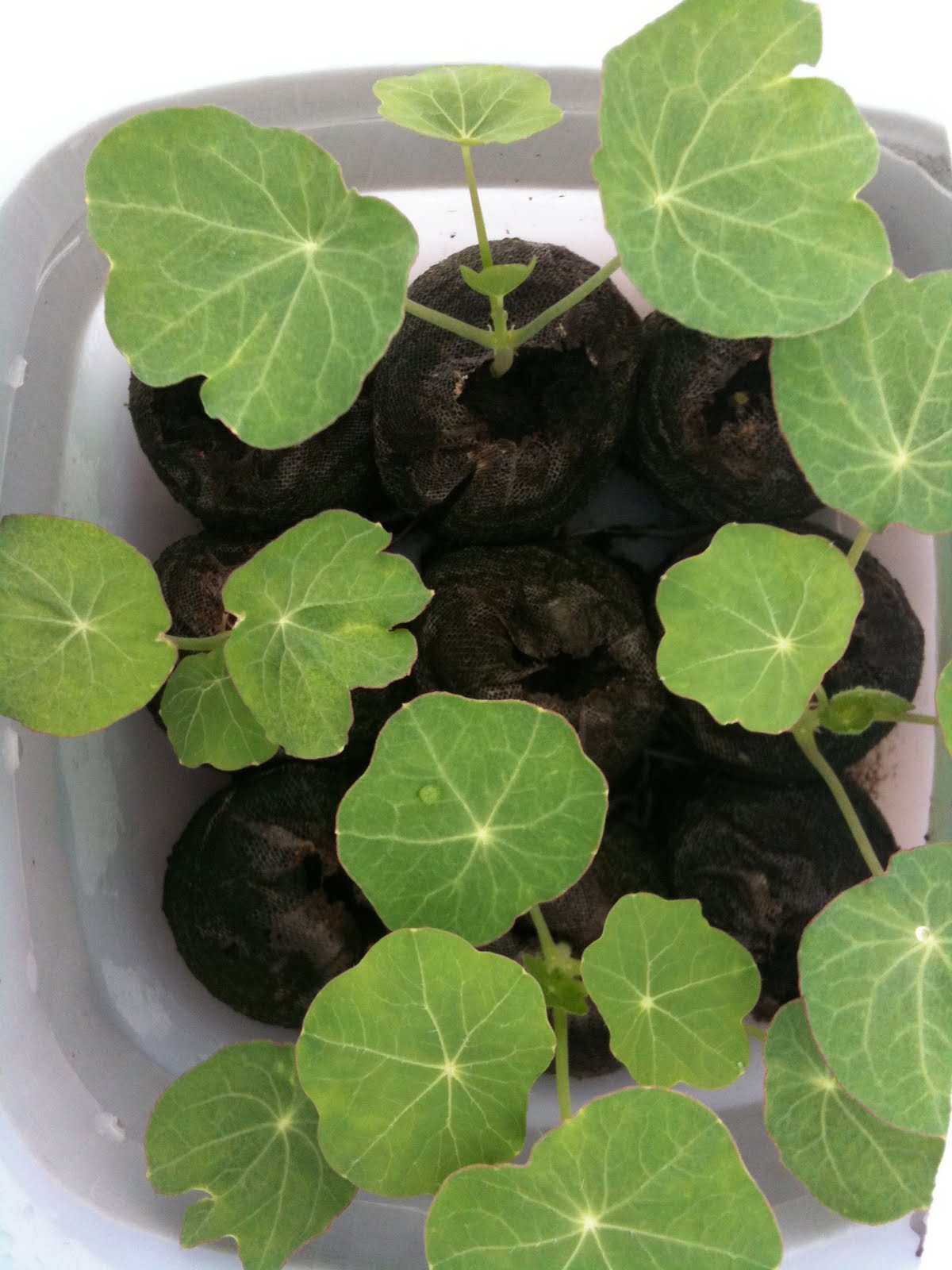 3 Things About Sowing Nasturtium Seeds My Skinny Garden