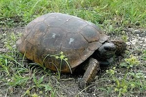 Saving gopher tortoises
