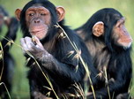 [monkeys.jpg]