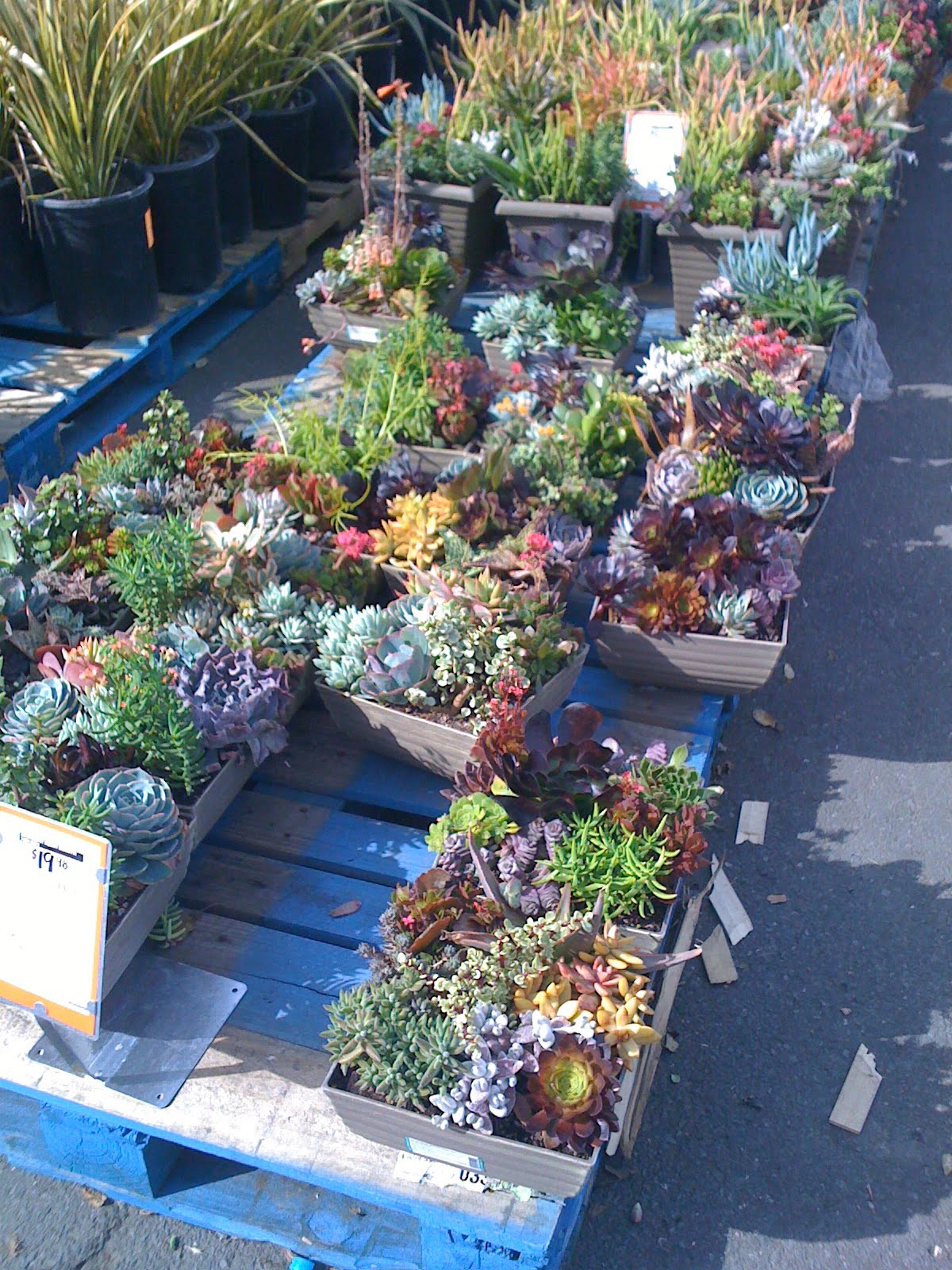 Apt Garden Potted Succulent Mix at Home Depot