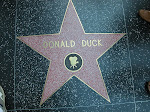 Donald Duck walk of Fame