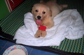 elfesworld schwimmer syndrom