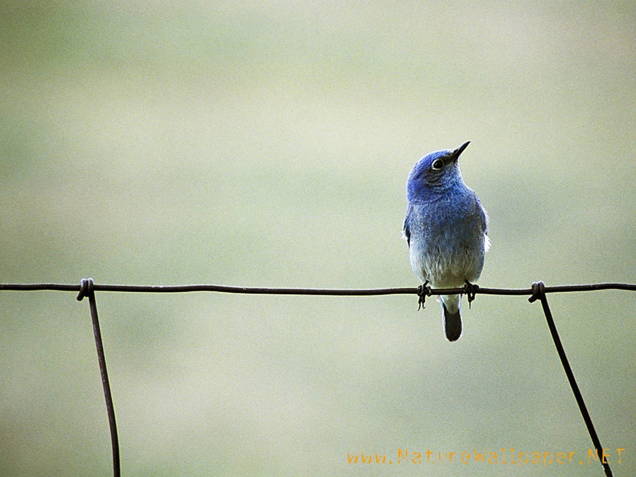 Blue bird animal wallpaper Urban Art Wallpaper