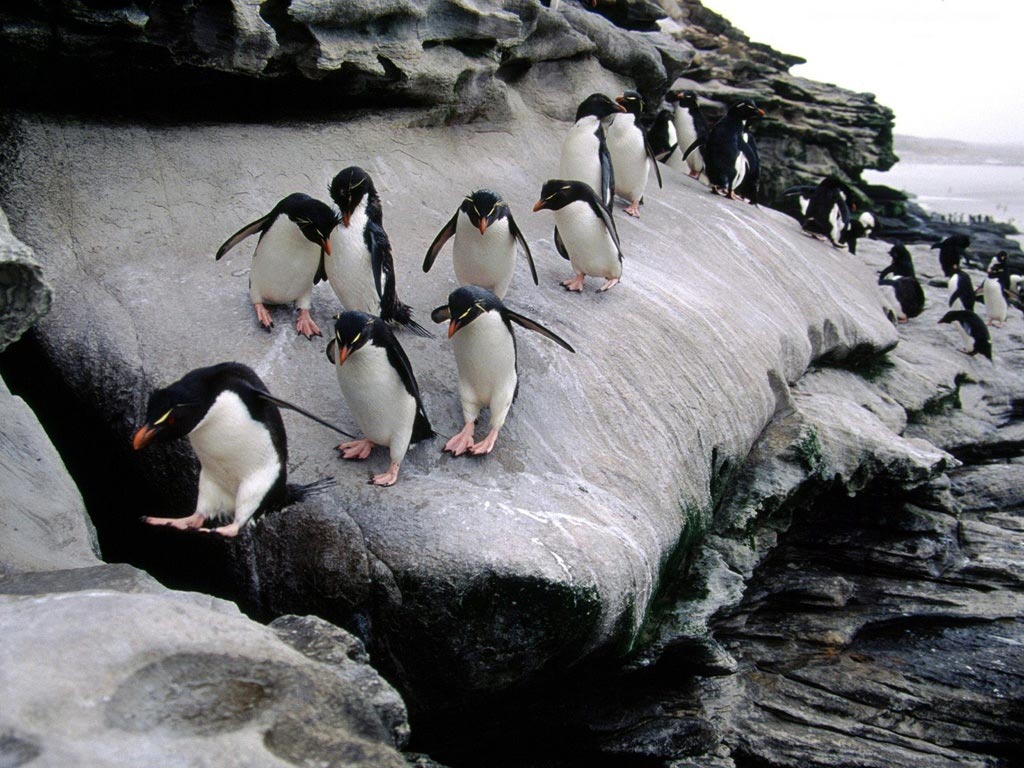 http://2.bp.blogspot.com/_uTGKd6u5pJ4/TQn--gwNVdI/AAAAAAAAANU/PyJW2WC04AM/s1600/Climbing-Penguin-Animal-Wallpaper.jpg