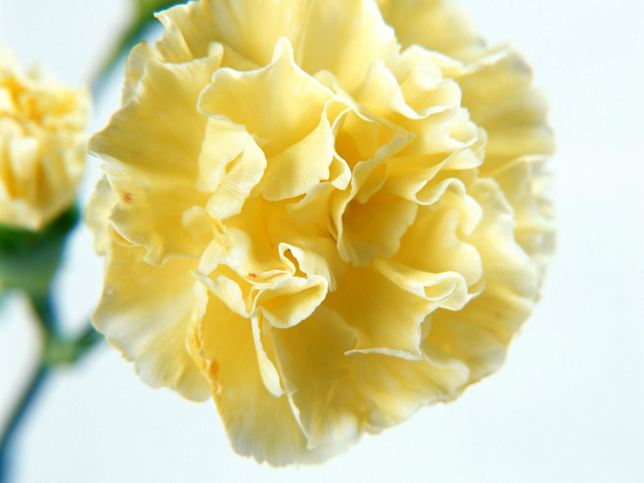 Single Yellow Carnation Flower Wallpaper | Urban Art Wallpaper