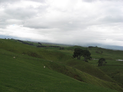 lovely NZ meadow