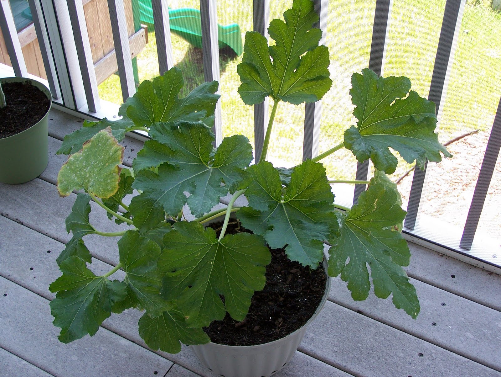 Summer Container Gardening in SW Florida
