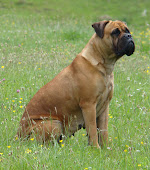 bull mastiff