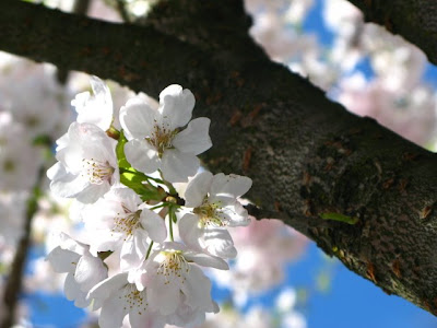 cherry blossoms