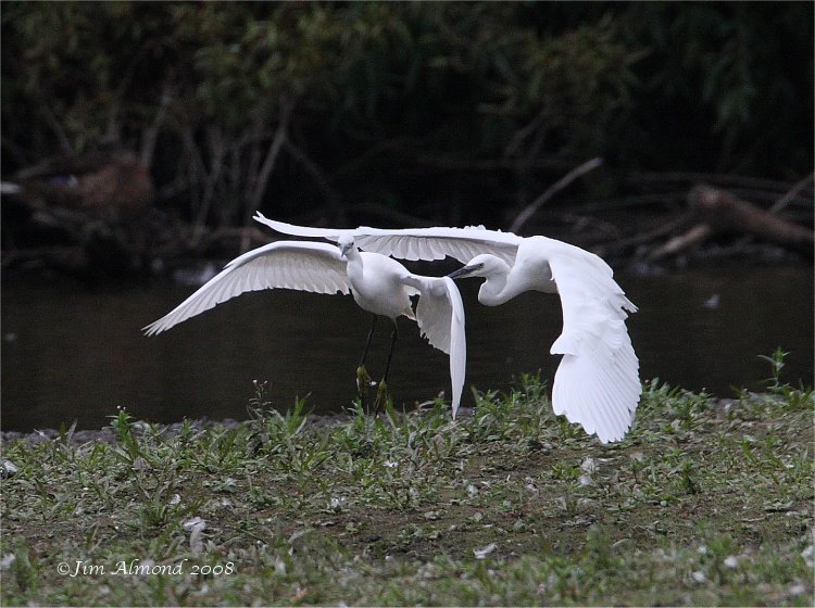 [Blog+Little+Egret+x+2+chasing+VP+27+8+08+IMG_9014.jpg]