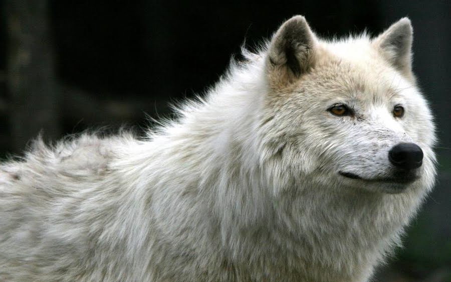 White Wolf ' Eyes
