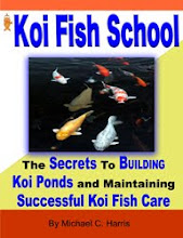 The Ultimate Koi Fish Guide!