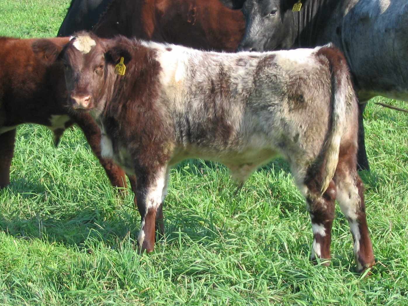 Barrett Stock Farm BSF Natural Beef, Pork and Lamb