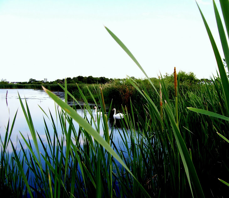 Swans in the Reeds at Murphy's Pond