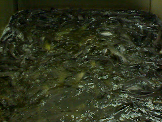 Business plan ikan keli 03 picture