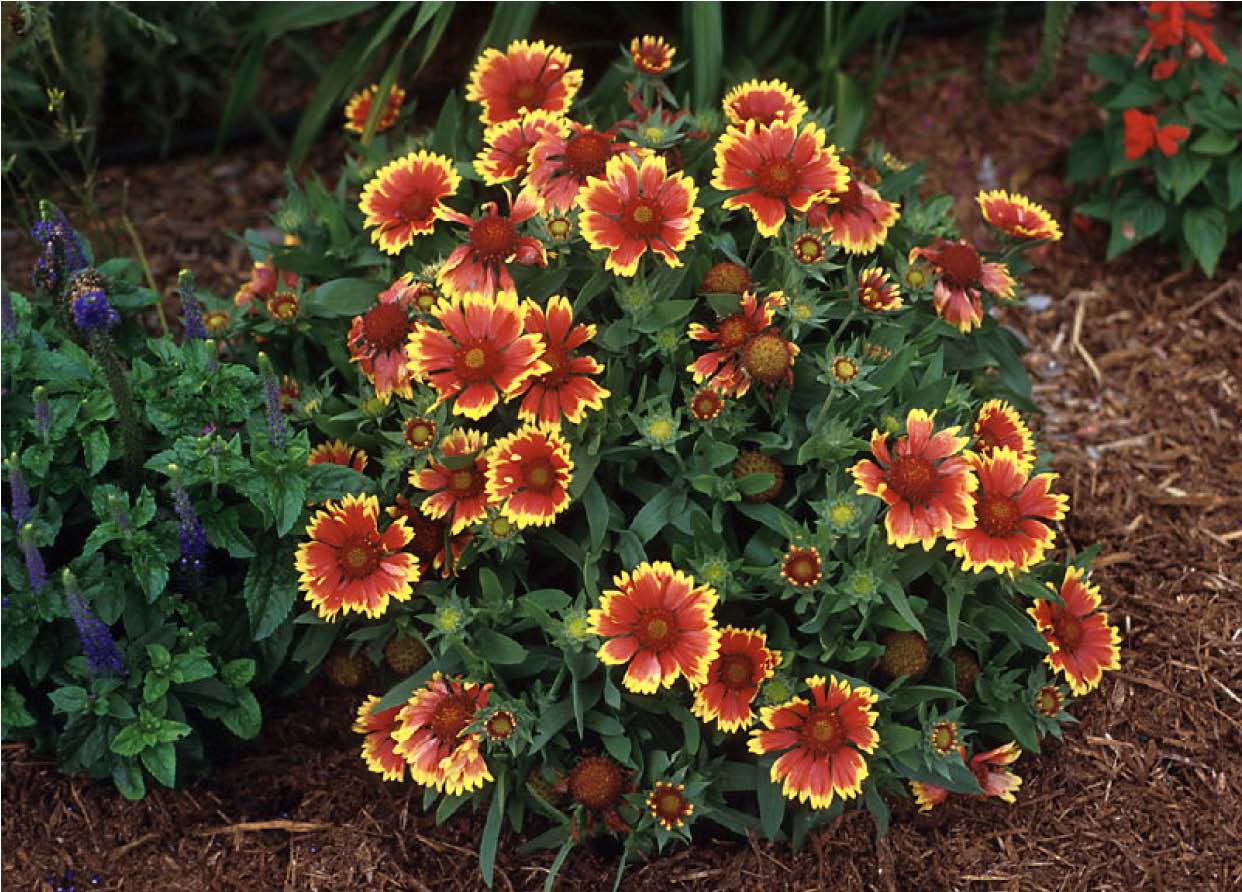 Beechwood Landscape Architecture and Construction Goblin Blanket