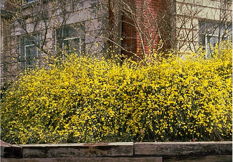 Beechwood Landscape Architecture and Construction Winter Jasmine