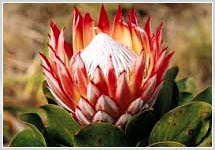 south africa online the protea national flower of south africa